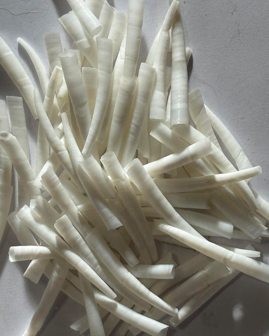 Dentallium 1.5-1.75"  50pcs