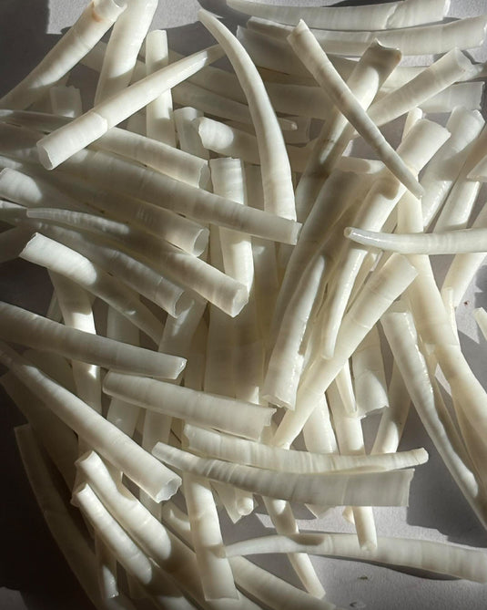 Dentallium 1.75-2"  50pcs