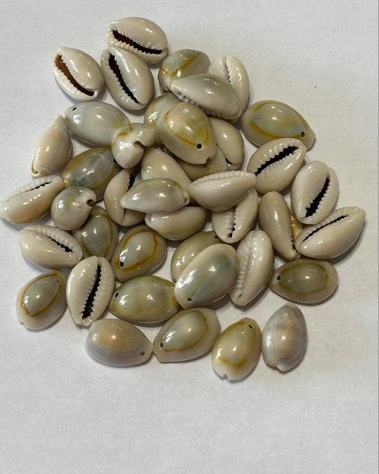 Grey Cowrie Shells